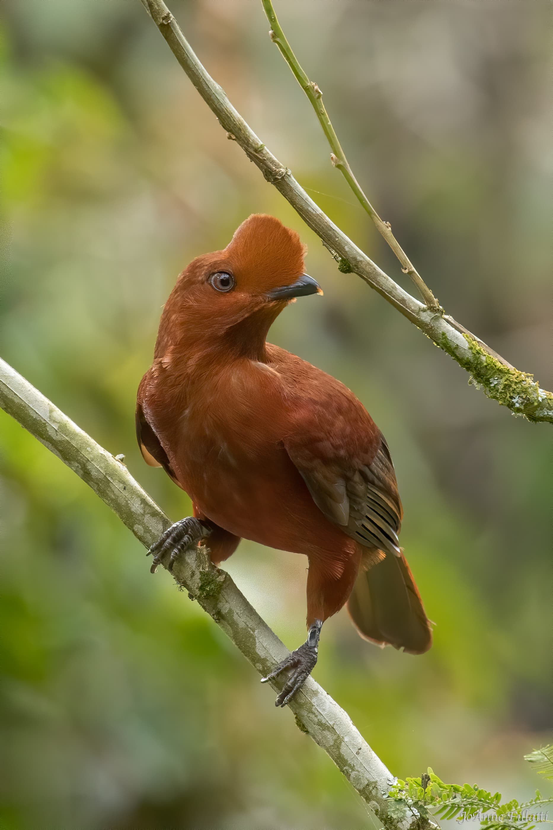 bird of colombia image 10